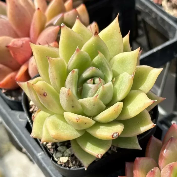 Echeveria Hybrid DD12 - Image 2
