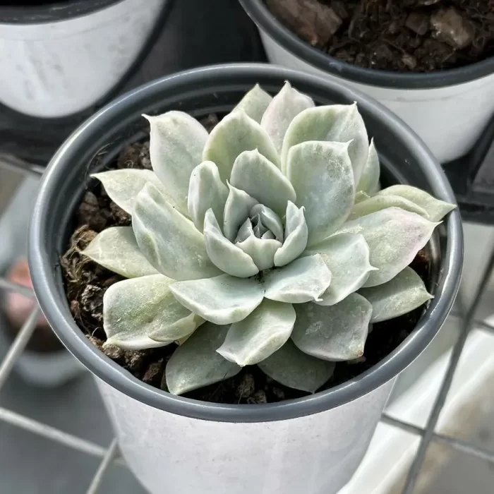 Echeveria Simpson variegated - Image 2