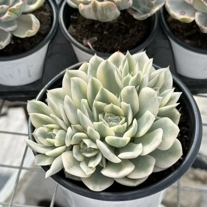 Echeveria moon river variegated clustering - Image 2