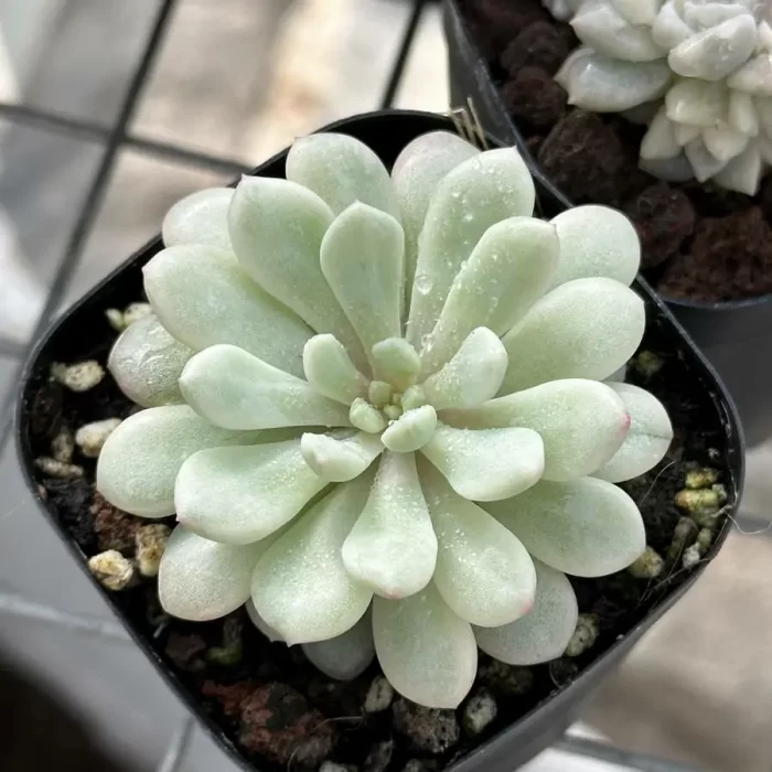 Echeveria red gem variegated - Image 2