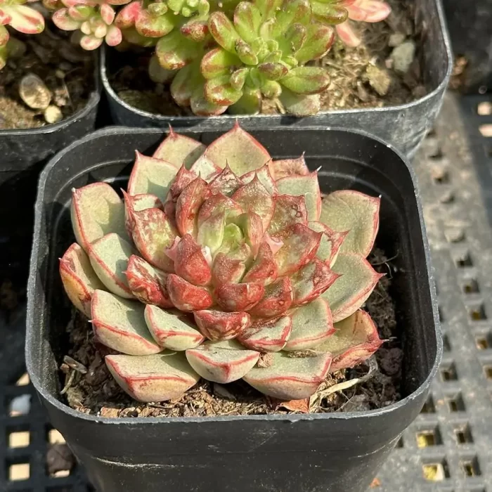 Echeveria fireworks sunflower - Image 2