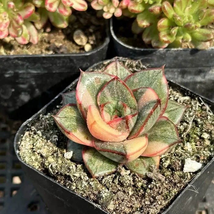 Echeveria Monocerotis variegated - Image 2
