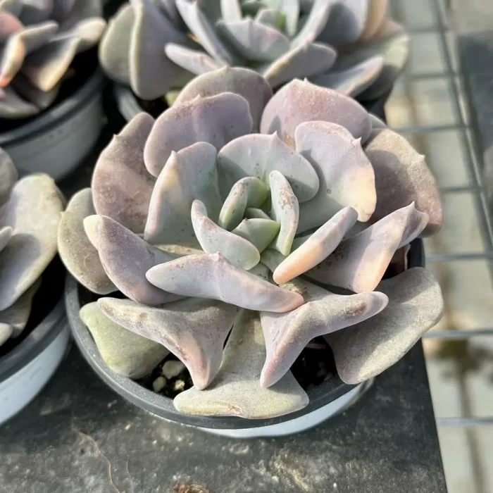 Echeveria Exotic variegated - Image 2