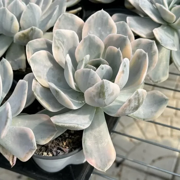 Echeveria Runyonii variegate - Image 2
