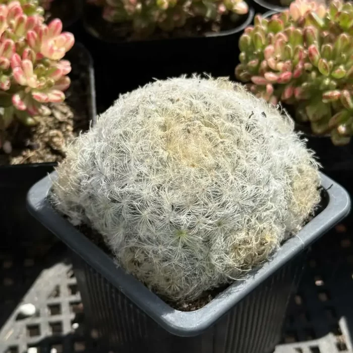 Cactus-Mammillaria plumosa - Image 2