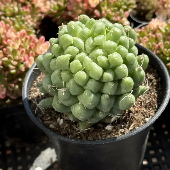 Cactus-Mammillaria Taijulian - Image 2