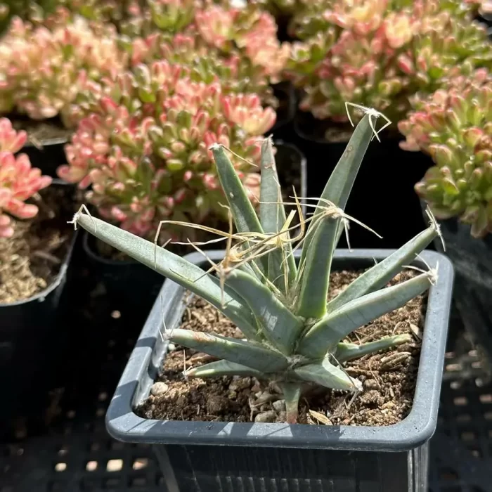 Cactus-Leuchtenbergia principis - Image 2