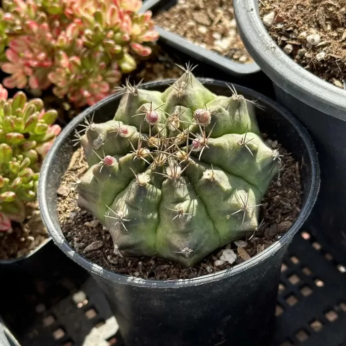 Cactus-Gymnocalycium mihanovichii subsp. - Image 2