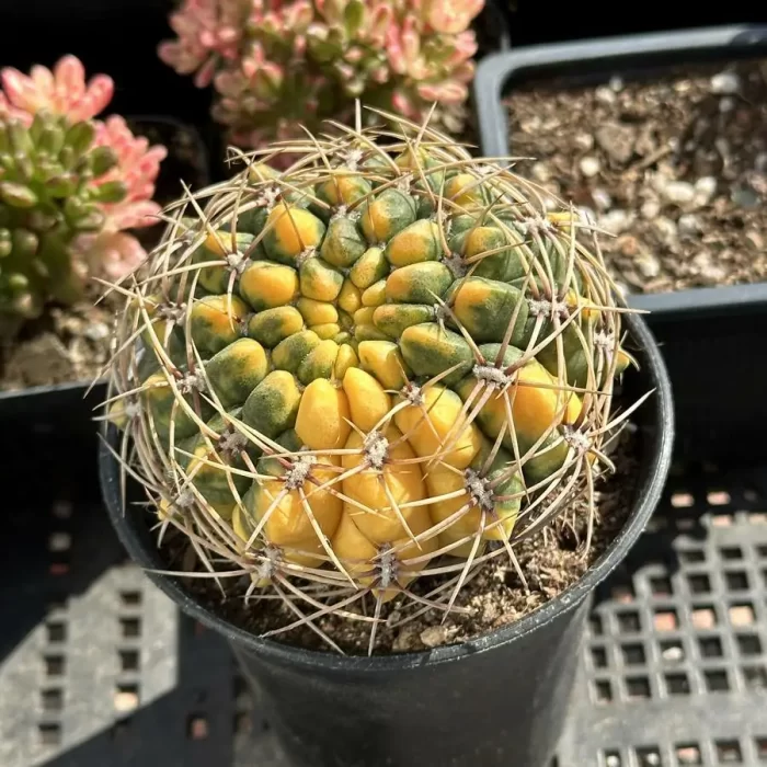 Cactus-cultivation variegated - Image 2