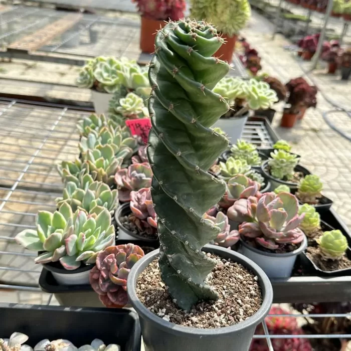 Cactus-Cereus forbesii 'Spiralis' - Image 2