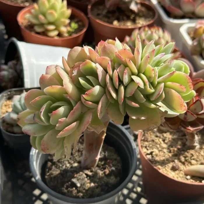 Echeveria Peach Pride cristata - Image 2