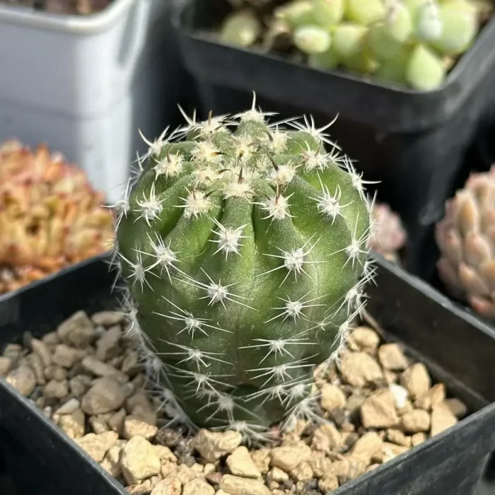 Cactus-Echinopsis eyriesii (Turpin) Pfeiff. &amp; Otto - Image 2