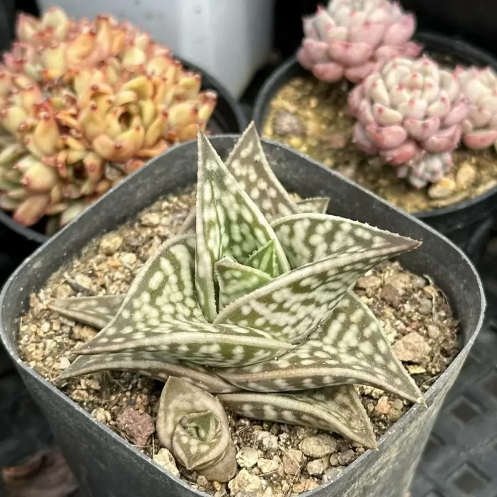 Aloe variegata L. Gonialoe variegata - Image 2