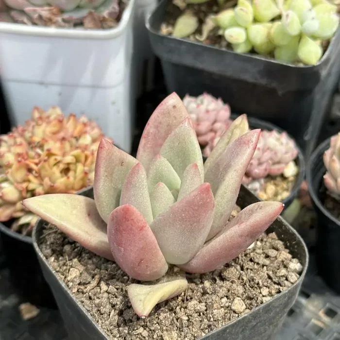 Graptoveria ruby donna - Image 2