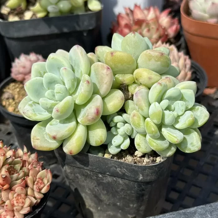 Sedum Clavatum Clustering - Image 2