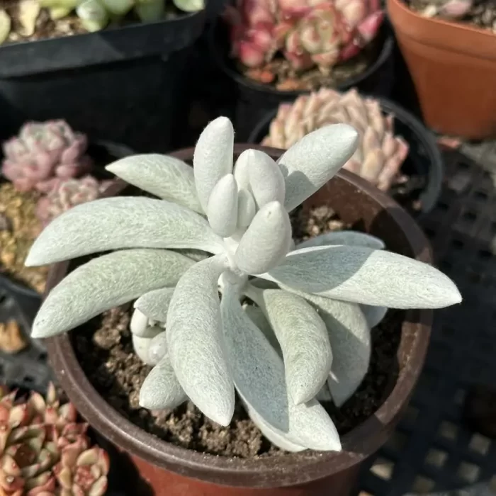 Sedum 'White Snow' - Image 2