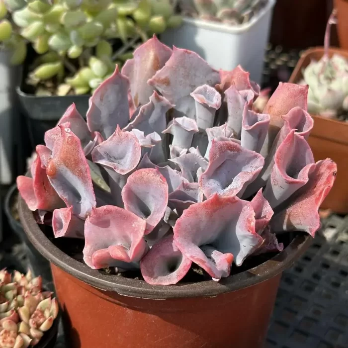Echeveria Trumpet Pinky - Image 2