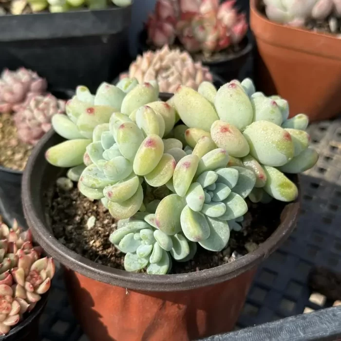 Graptopetalum Raul Clustering - Image 2