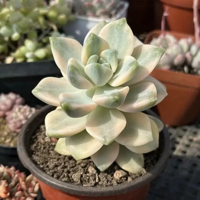 Pachyphytum Apricot Beauty - Image 2