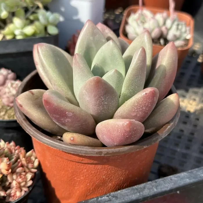 Graptoveria ruby donna - Image 2