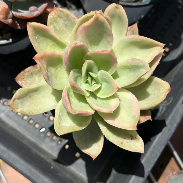 e (1) Echeveria Joy Variegated - Image 1