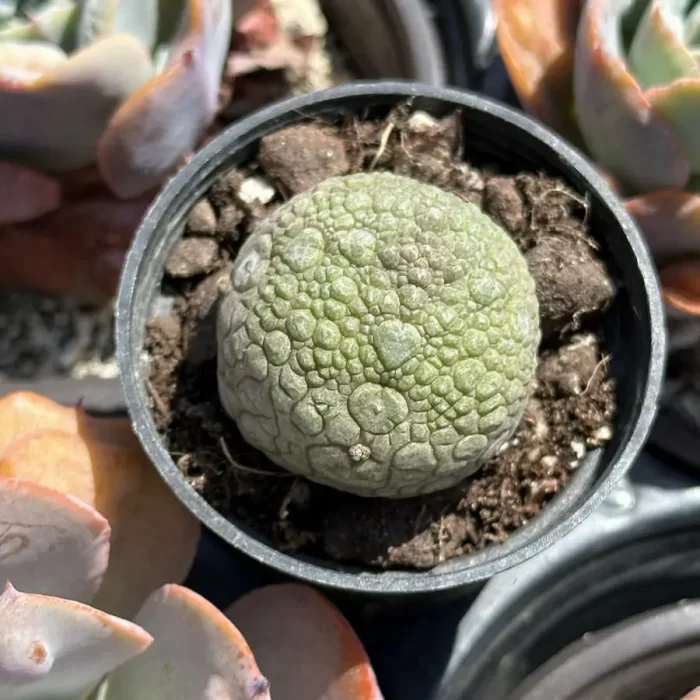 Asclepiadaceae Pseudolithos Migiurtinus - Image 2