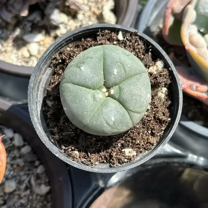 Cactus-Lophophora Williamsii - Image 2