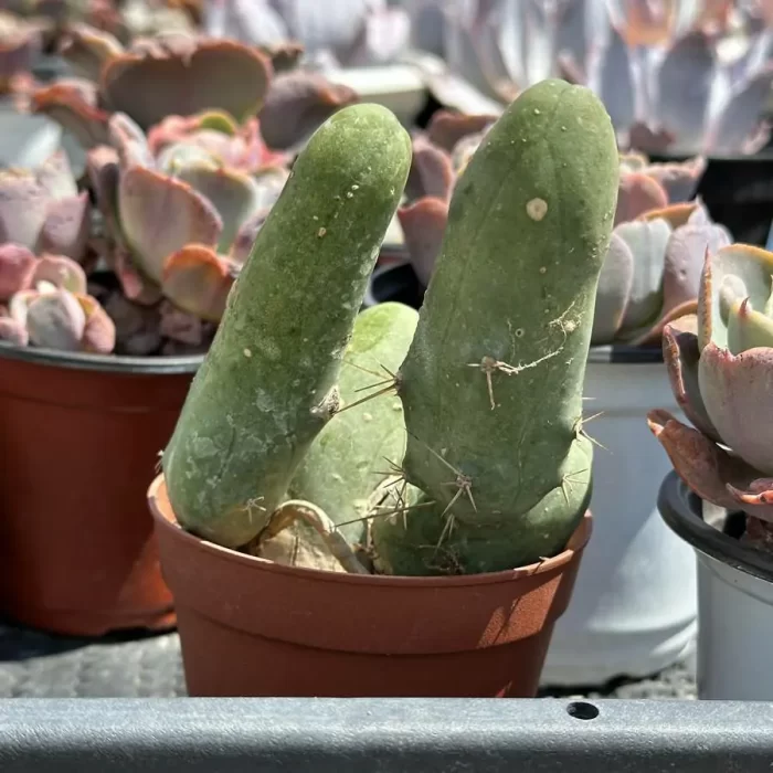 e (1) Cactus-Echinopsis lageniformis/Penis Cactus - Image 1