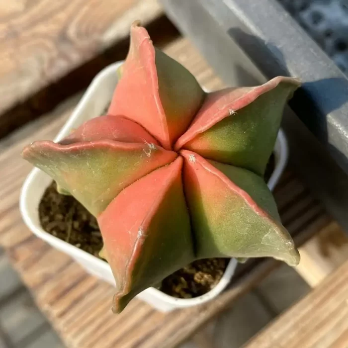 e (1) Cacti-Red Astrophytum myriostigma Variegate - Image 1