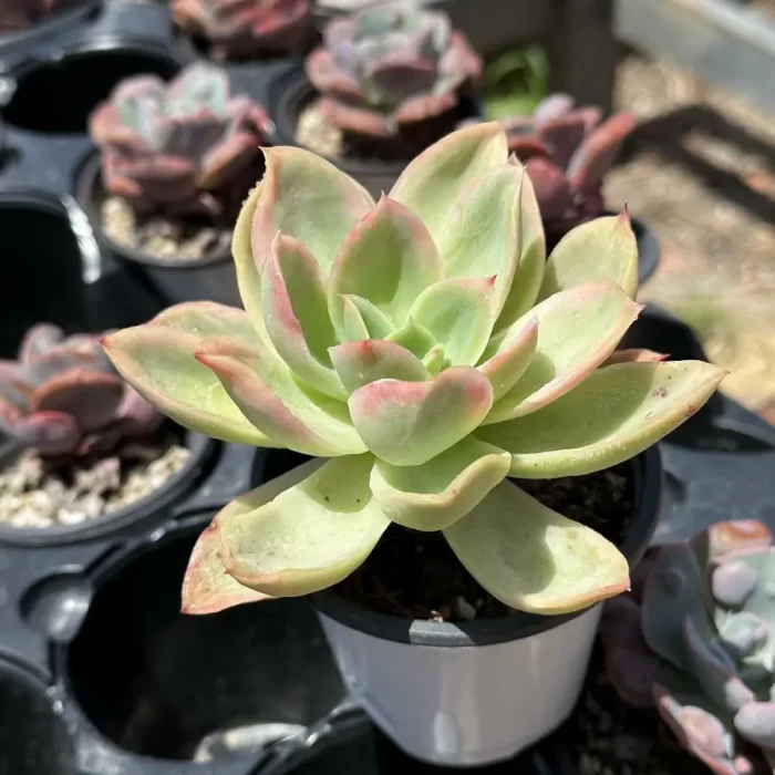 Echeveria Joy Variegated - Image 2