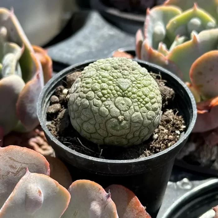 e (2) Asclepiadaceae Pseudolithos Migiurtinus - Image 1