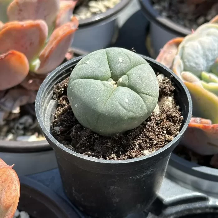 Cactus-Lophophora Williamsii - Image 1