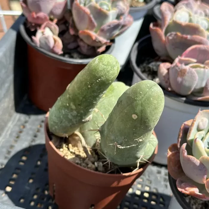 Cactus-Echinopsis lageniformis/Penis Cactus - Image 2