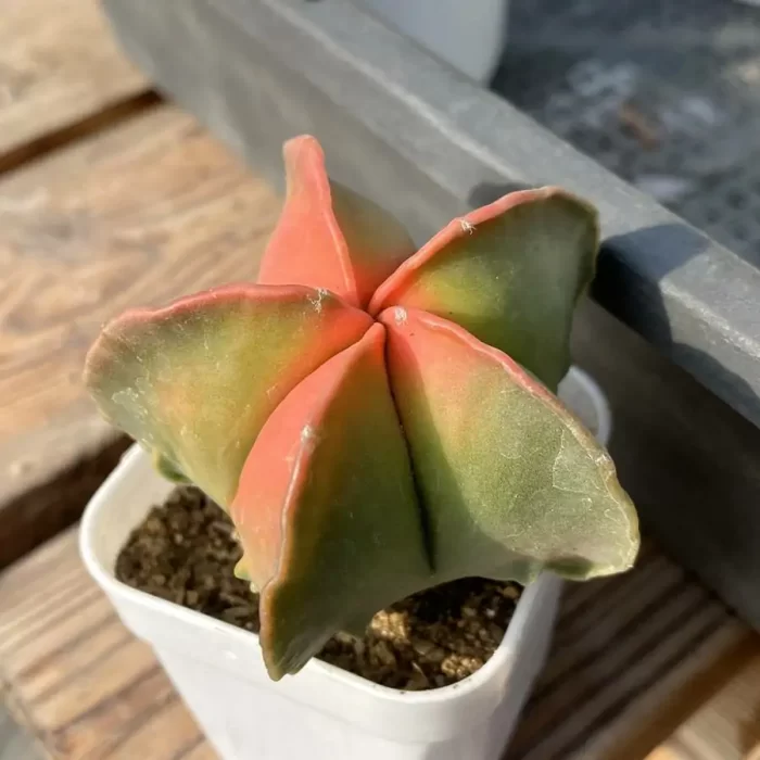 Cacti-Red Astrophytum myriostigma Variegate - Image 2