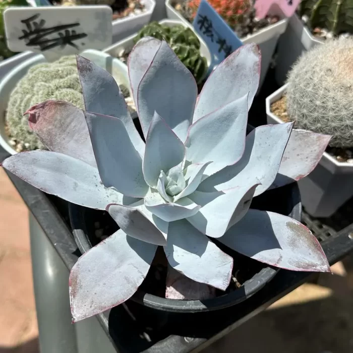 e201-101.webp Echeveria Cante - Image 1