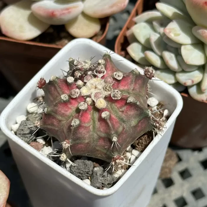 e201-102.webp Cactus-Gymnocalycium mihanovichii - Image 1