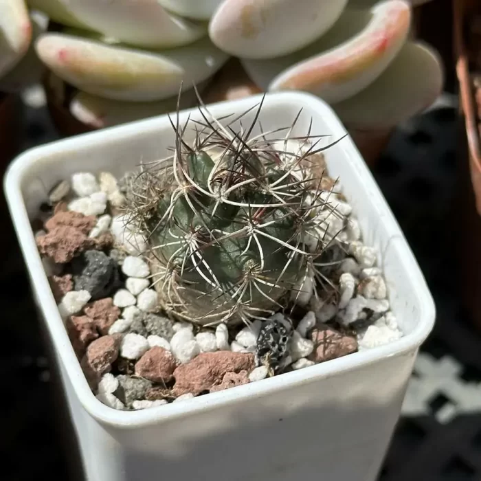 e201-103.webp Cactus-Echinocereus coccineus - Image 1