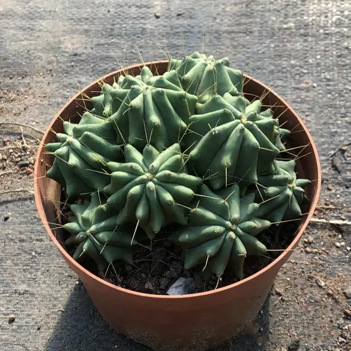 e201-106.webp Cactus-FeroCactus-Glaucescens Clustering - Image 1