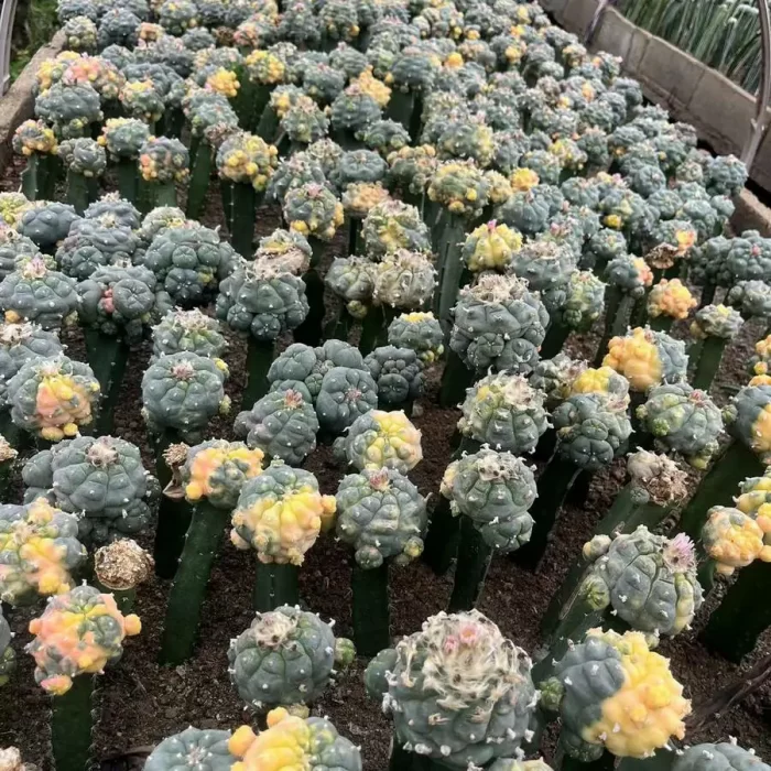 Cacti-Lophophora Grafted Yujin - Image 1