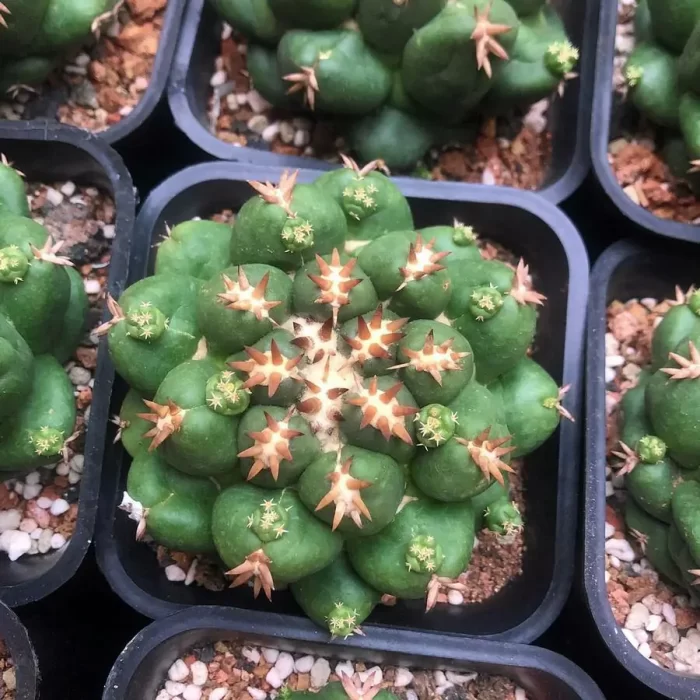 Cacti-Coryphantha elephantidens - Image 1