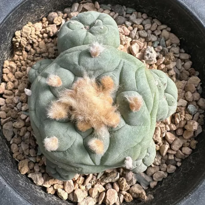 e201-11.webp Cactus-Live turtle - Image 1