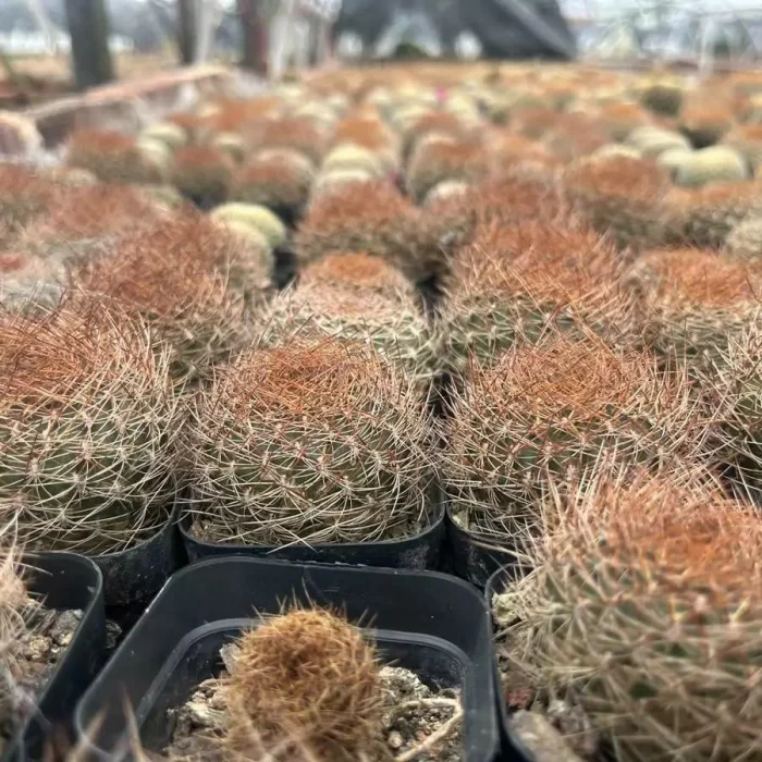 e201-110.webp Cacti-Sulcorebutia Gou Bao - Image 1