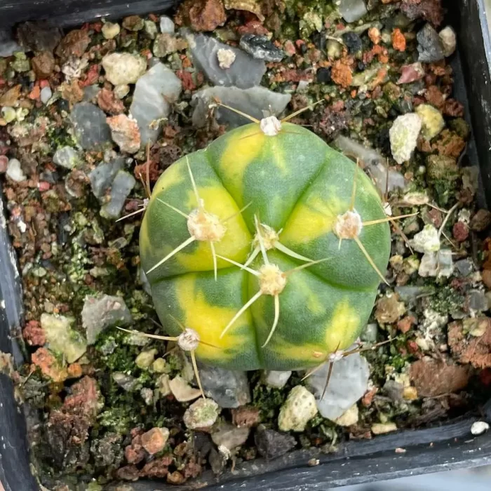 e201-111.webp Cactus-holy pill variegated - Image 1