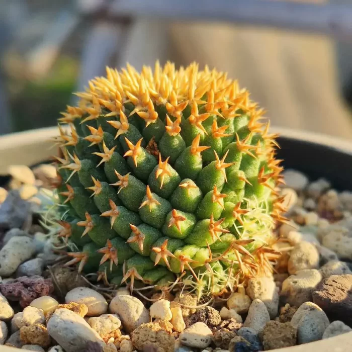 Cacti-Mammillaria decipiens subsp. camptotricha - Image 1