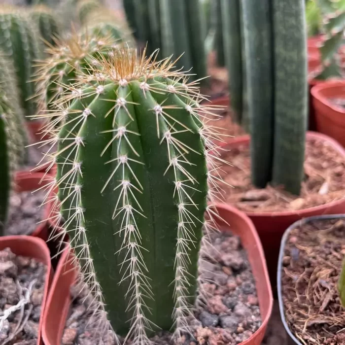 Cacti-Neobuxbaumia Polylopha - Image 1