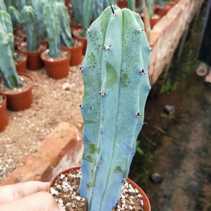 e201-116.webp Cactus-MyrtilloCactus-Geometrizans - Image 1