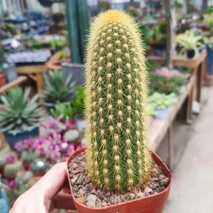e201-117.webp Cactus-Pilosocereus Chrysostele - Image 1