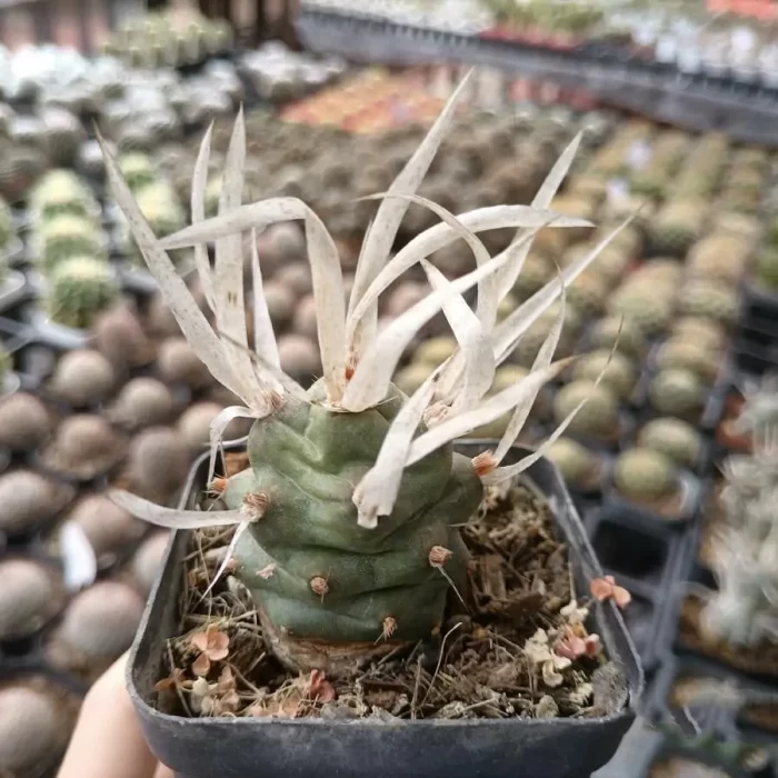 e201-118.webp Cactus-Opuntia Articulata - Image 1