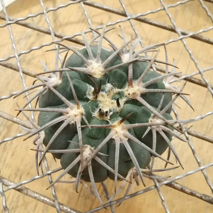 e201-119.webp Cactus-Gymnocalycium Spegazzinii - Image 1