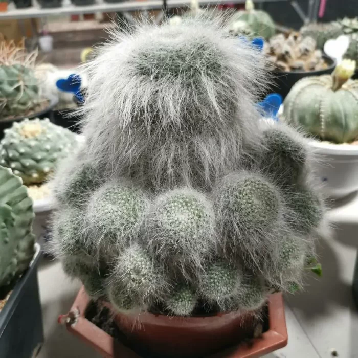 Cactus-Snow Monkey Fisherman Clustering - Image 1